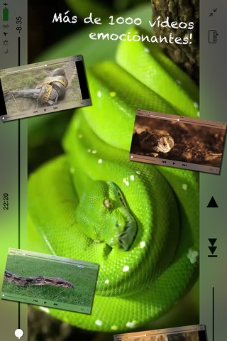 THE SNAKES screenshot 2