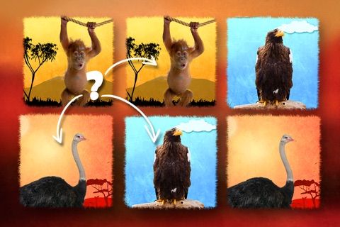 Play with Wildlife Safari Animals - Memo Game photo for preschoolers screenshot 4