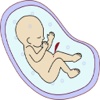 iPregnancy And Baby Guide App - Great App for Pregnancy Diet