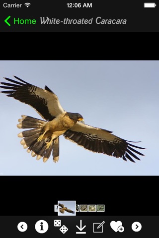 Falcons and Caracaras Info screenshot 3