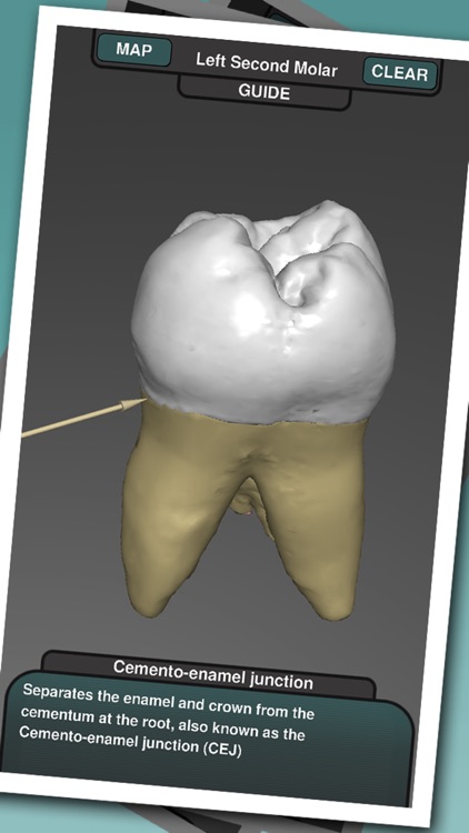 Real Tooth Morphology