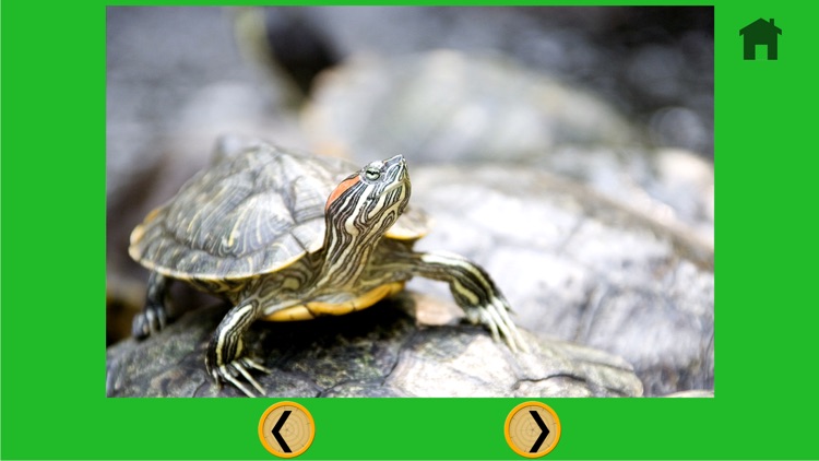 beautiful turtle for kids - free game screenshot-3