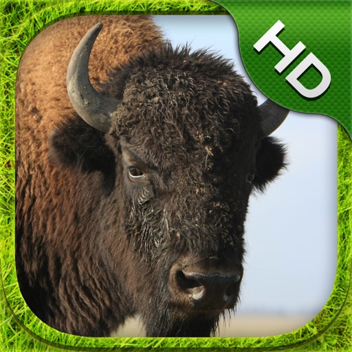 Buffalo Simulator - HD Icon