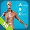Icon Anatomy Quiz - muscles and bones