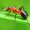 The Ants Encyclopedia