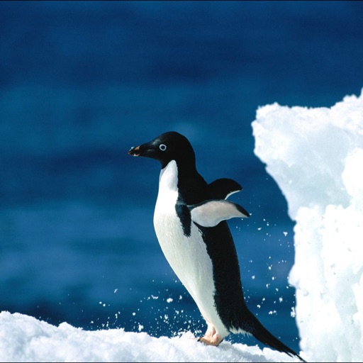 Penguins Guru