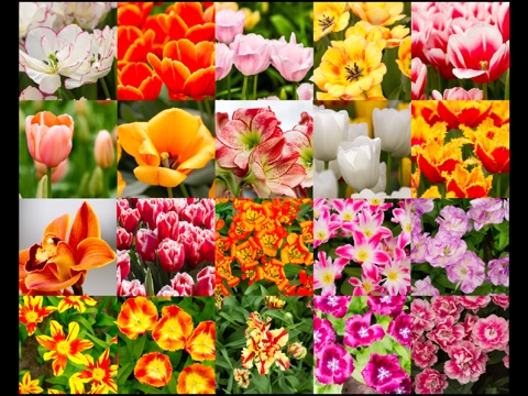 Flowers in Holland screenshot 2