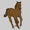 Icon Equestrian Terms