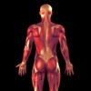 Medical Shool Apps: The Muscular System