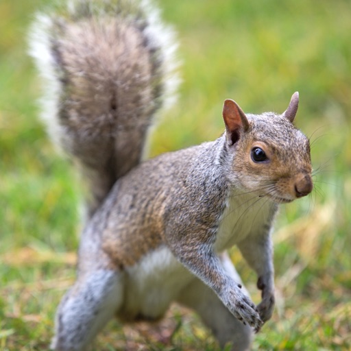 Squirrel Hunting: Small Game Varmint Hunter Icon