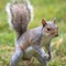 Squirrel Hunting: Small Game Varmint Hunter