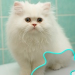 Jigsaw Puzzle Dog and Cat