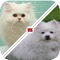 Icon Tic Toc: Dog or Cat
