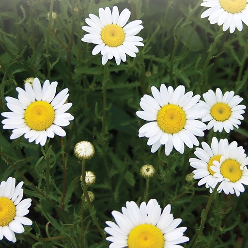 Springtime Flowers in Miniature