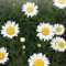 Do you have a green thumb for mini gardening