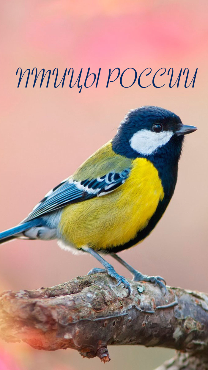 Птицы России - золотые голоса родной природы free version