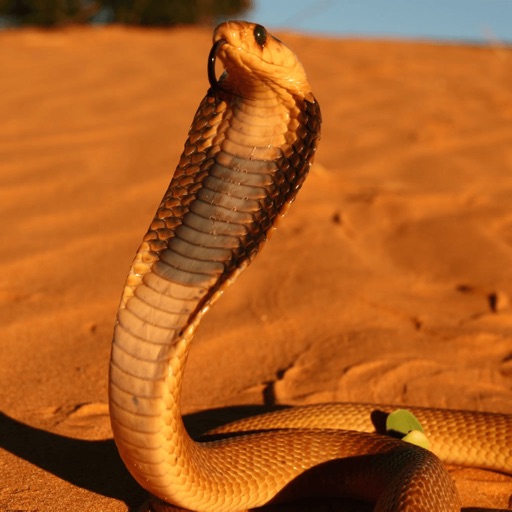Snakes of Southern Africa