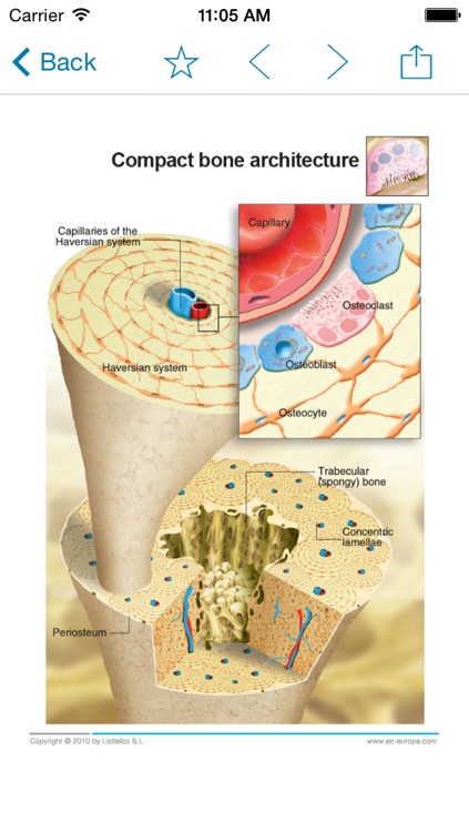 Miniatlas Osteoporosis