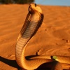 Snakes of Southern Africa