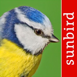 Vogel Id Österreich - Vögel Erkennen und Bestimmen in Natur und Garten