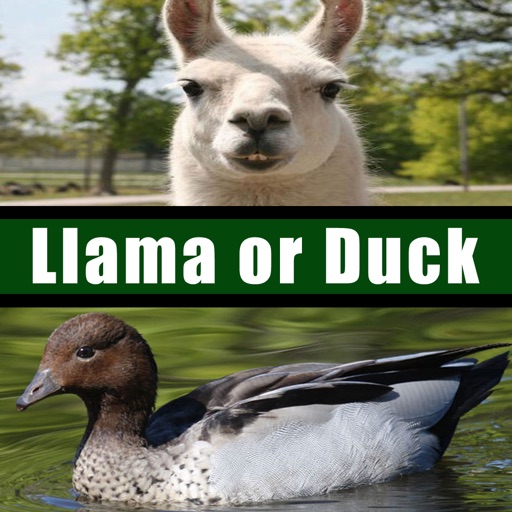 Llama or Duck iOS App