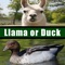 Llama or Duck