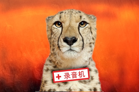 Wildlife Safari Photo Memo Puzzle Free screenshot 3