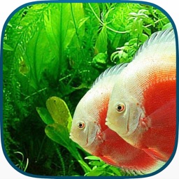 dream aquarium for ipad