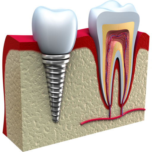 Simple Odontogram