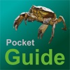 Pocket Guide UK Sea Fishing Bait