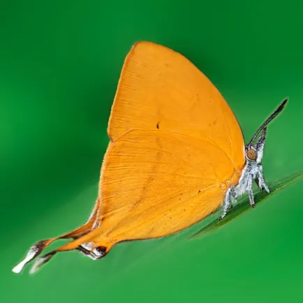 Butterflies of Singapore (NSS) Читы