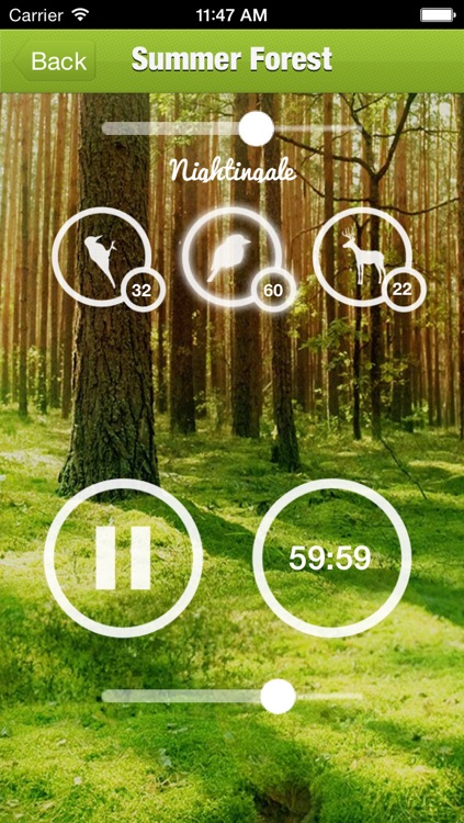 Forest Sound for Sleep and Meditation