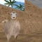 Sheeps Thief 3D