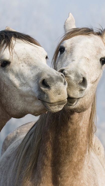 Dream Horses - Art Gallery: Breeds & Types, Racetrack & Tournaments, Photos & Paintings screenshot-3