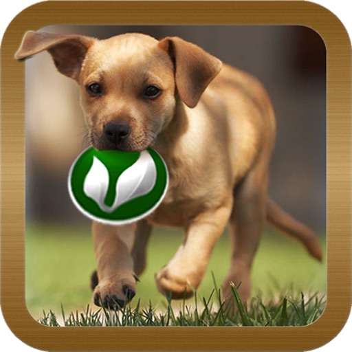 Dog ■ mini-games icon