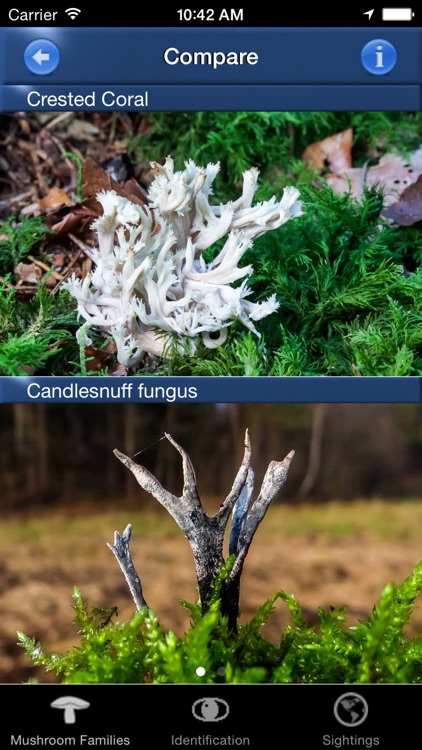 Mushroom Id North America - Fungi Identification Guide to Toadstools and Mushrooms