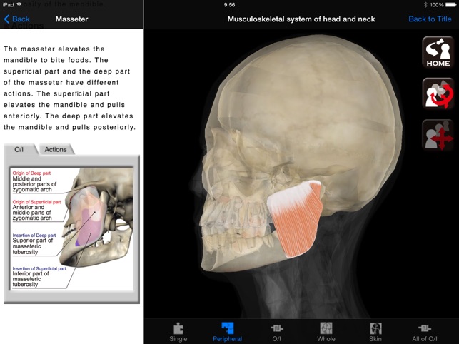 DS ANATOMY HEAD & NECK MUSCULOSKELETAL SYSTEM Lite(圖1)-速報App