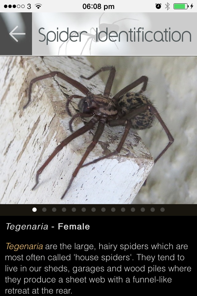 Spider in da house screenshot 3