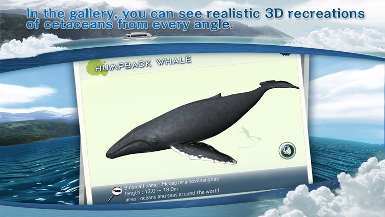 REAL WHALES  Find the cetacean. screenshot-3