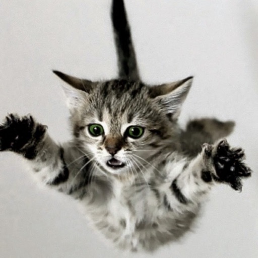 Catch Kittens iOS App