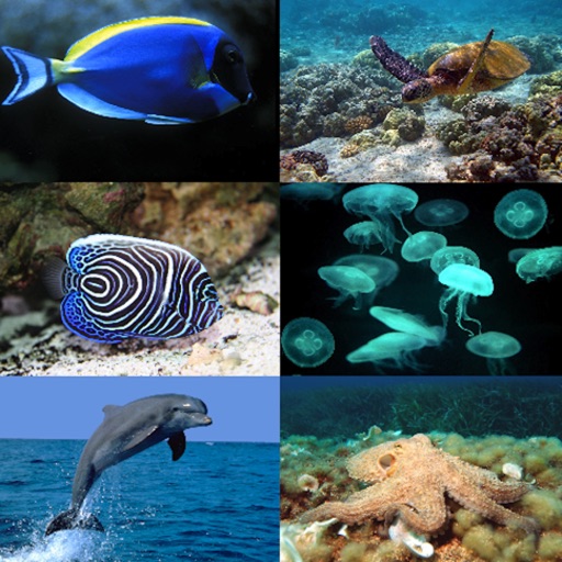 Ocean Animals HD Free