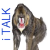 A Talking Baboon