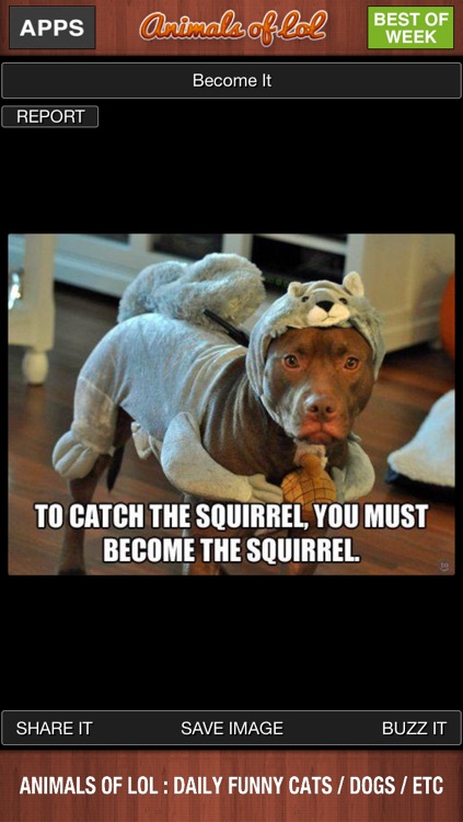 Animals of LoL : Funny Cats and Dogs screenshot-3
