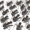 My Pet Ants My Pet Ants