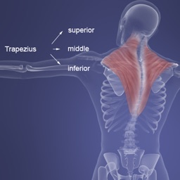 myShoulder Muscles