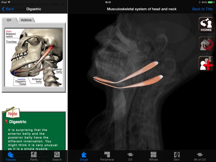 DS ANATOMY HEAD & NECK MUSCULOSKELETAL SYSTEM