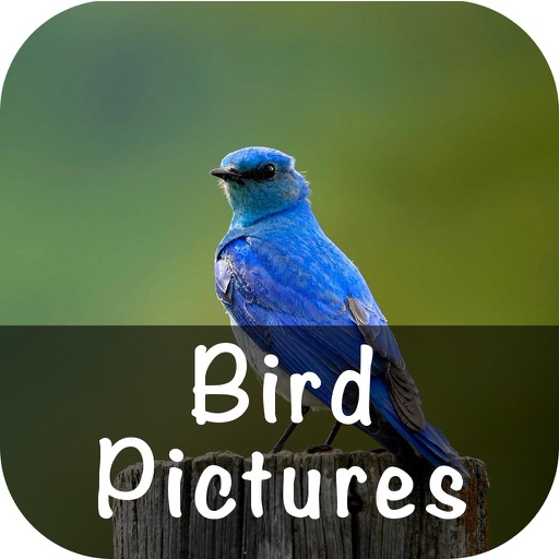 Bird Pictures icon