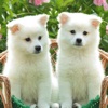 Cute Dogs and Puppy Wallpapers