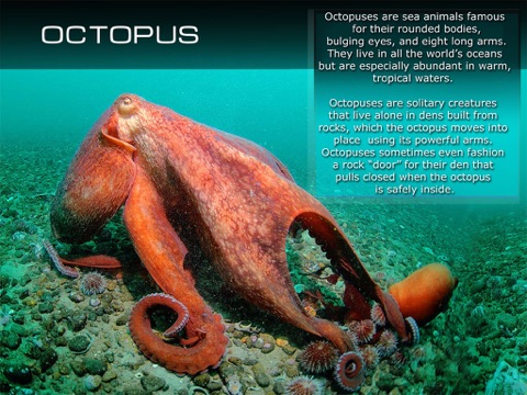 Kids Ocean Encyclopedia. Book and video for children. Sea life. screenshot 4
