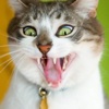 Cat Jokes - Best, cool and funny jokes!